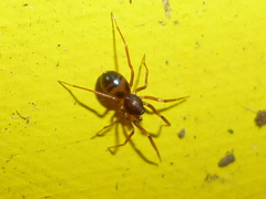 Scotinella