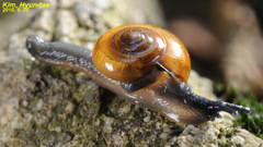 Bekkochlamys