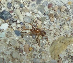 Phrurolithidae