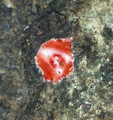 Phrurolithidae