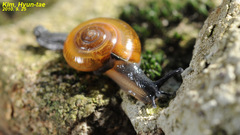 Bekkochlamys