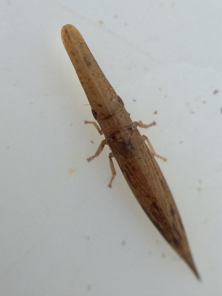 Jointed Rush Hopper