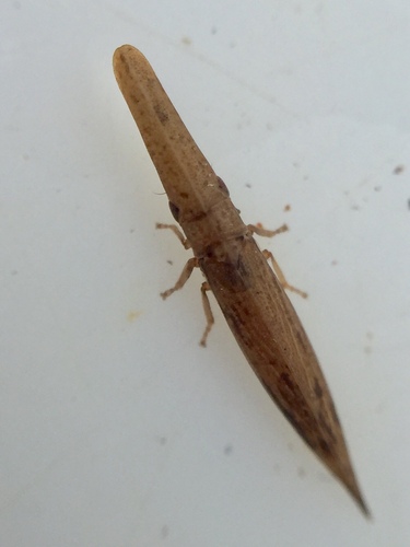 Paracephaleus hudsoni
