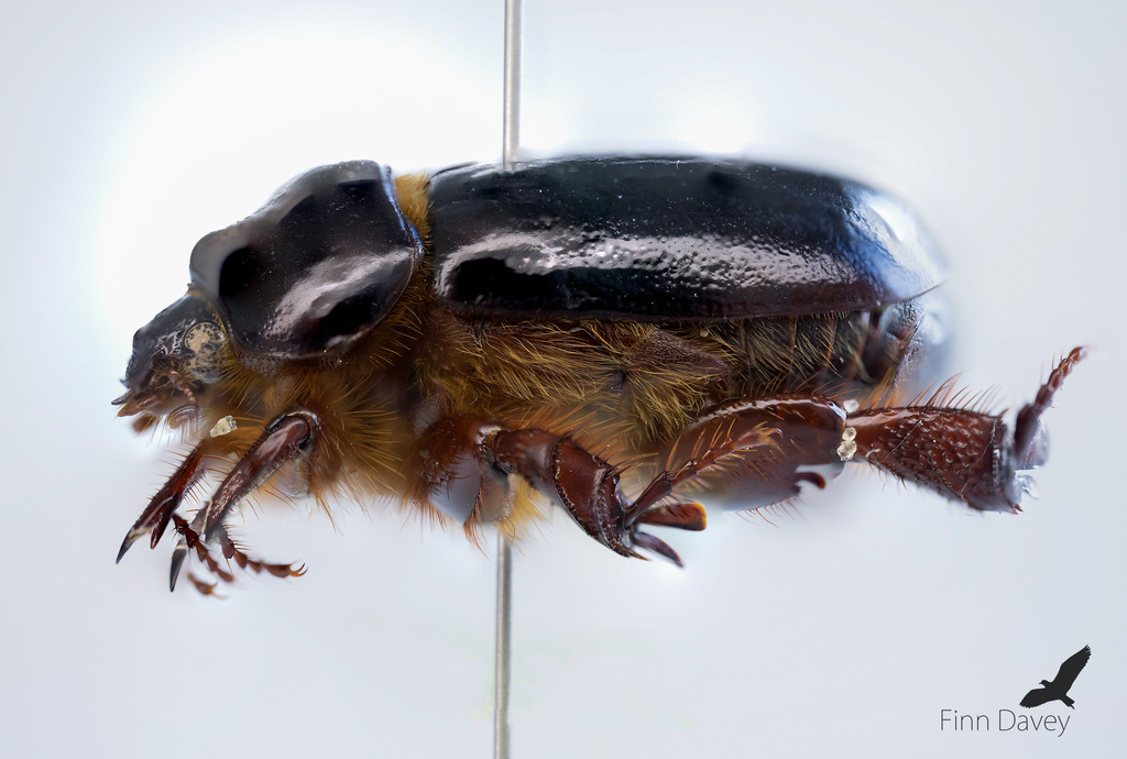 Large Sand Scarab (Pericoptus truncatus) · iNaturalist