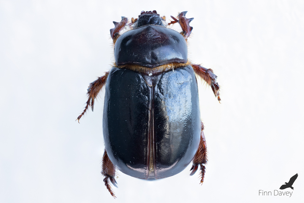 Large Sand Scarab (Pericoptus truncatus) · iNaturalist