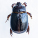 Large Sand Scarab - Photo (c) Finn Davey, some rights reserved (CC BY-NC), uploaded by Finn Davey
