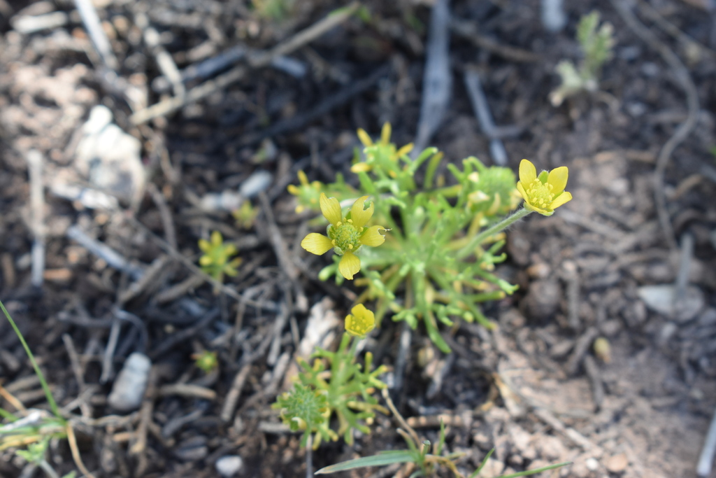 Curveseed Butterwort from Mesa County, CO, USA on April 30, 2023 at 03