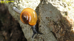 Bekkochlamys