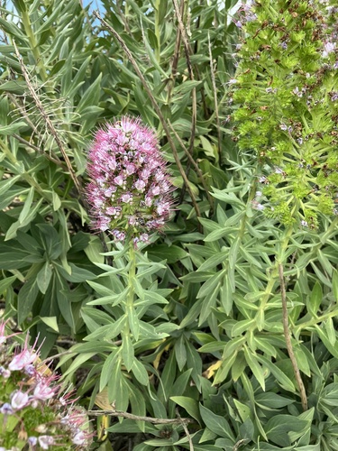 Echium portosanctense image