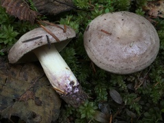 Lactarius pallescens