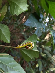 Chadisra bipars