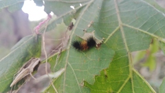 Syntomeida melanthus