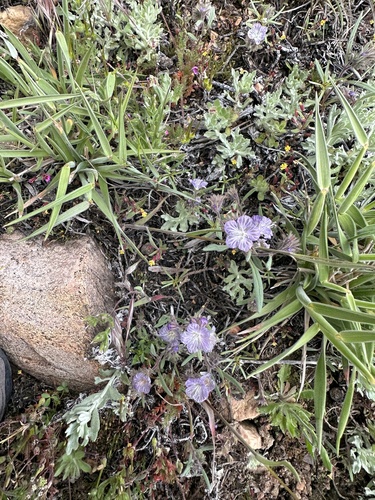 Transverse Range phacelia (Phacelia exilis)
