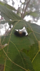 Syntomeida melanthus