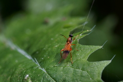 Benhamyia apicalis