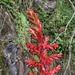 Tillandsia cucullata - Photo (c) Nick Kowalske, some rights reserved (CC BY-NC), uploaded by Nick Kowalske