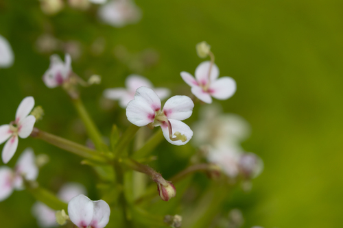 Stylidium adnatum (Stylidium adnatum)