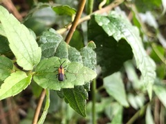 Coleoptera