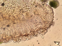 Bacidia diffracta