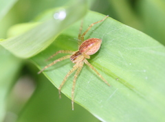 Dolomedes triton