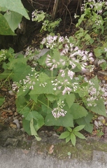 Peteravenia malvifolia