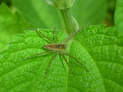 Dolomedes triton