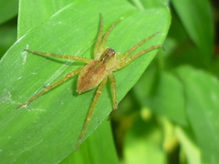Dolomedes triton