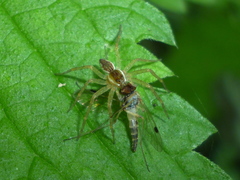 Dolomedes triton