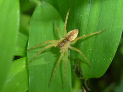 Dolomedes triton