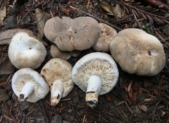 Lactarius desjardinii