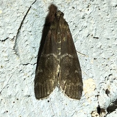 Euzophera ostricolorella