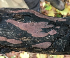 Corticium roseum