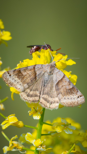 Clover Looper Moth