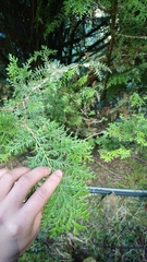 Chamaecyparis formosensis
