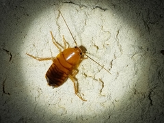 Shelfordella lateralis