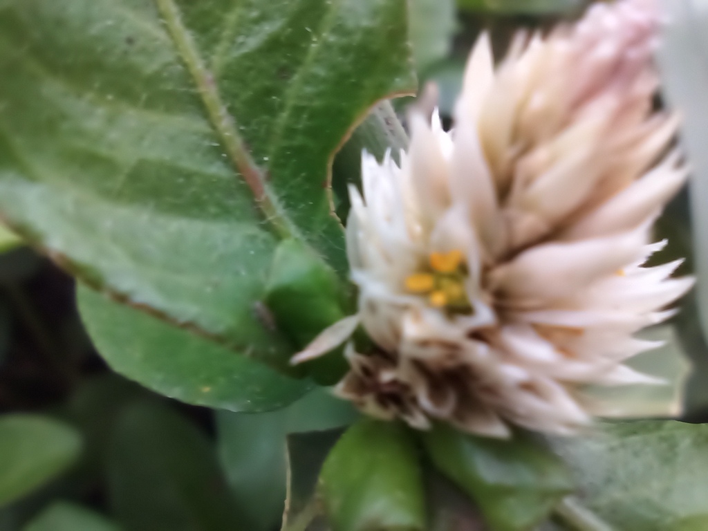 Alternanthera obovata