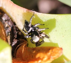 Habronattus schlingeri