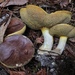 Short-stalked Suillus - Photo (c) Damon Tighe, some rights reserved (CC BY-NC), uploaded by Damon Tighe