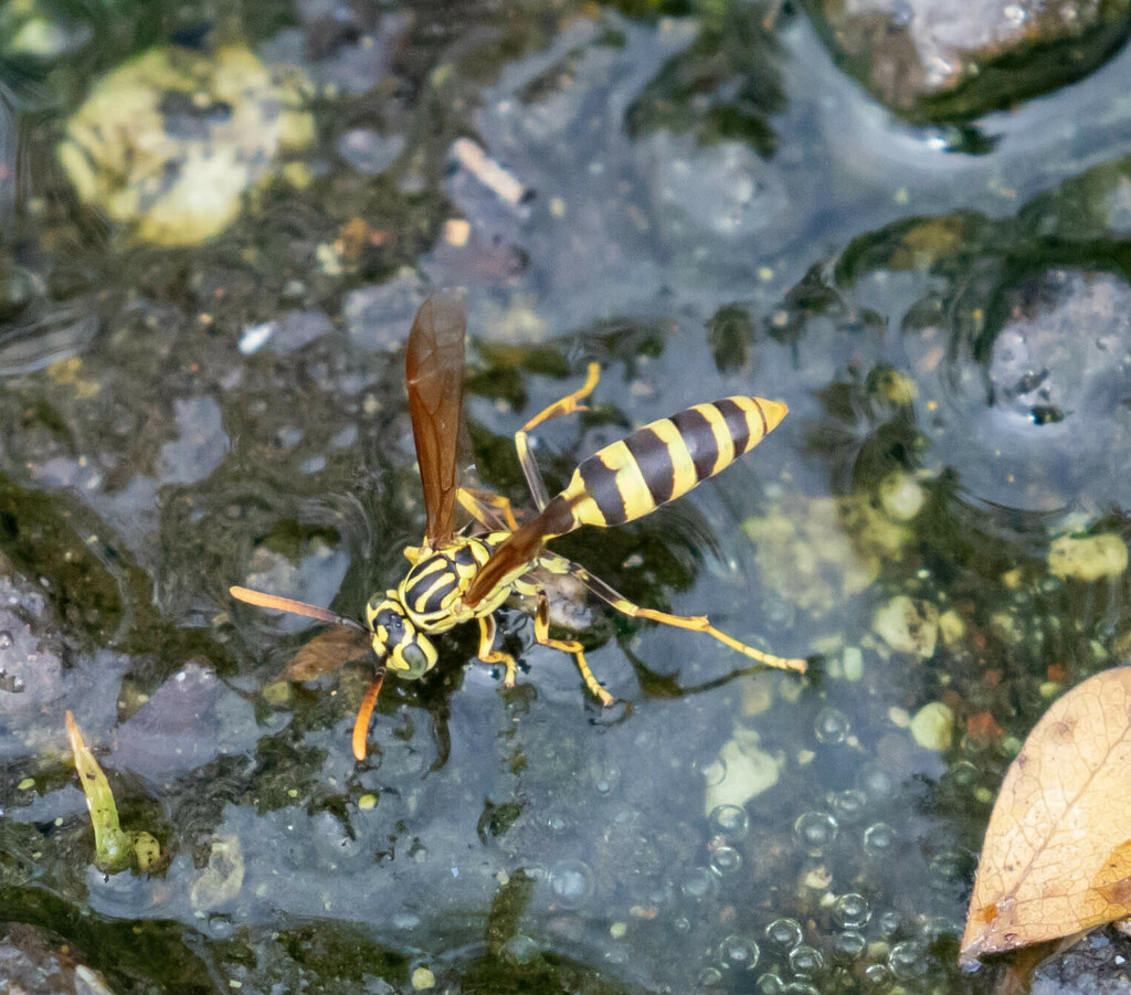 Agelaia areata from Guanacaste Province, Costa Rica on May 16, 2023 at