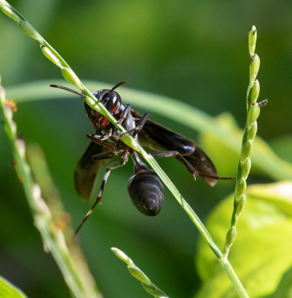 Northern Warrior Wasp from Guanacaste Province, Costa Rica on May 17 ...