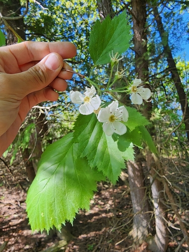 Image of Crataegus coccinea by (c) Étienne Léveillé-Bourret, some rights reserved (CC BY)