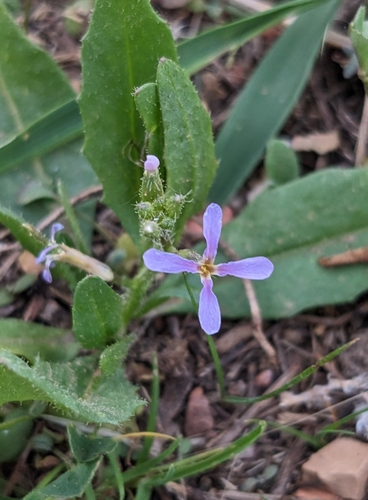 Chorispora tenella iNat (3)
