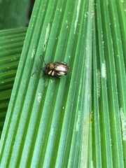 Coleoptera
