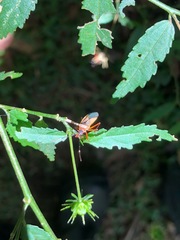 Hemiptera