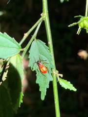 Hemiptera