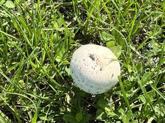 Chlorophyllum molybdites image