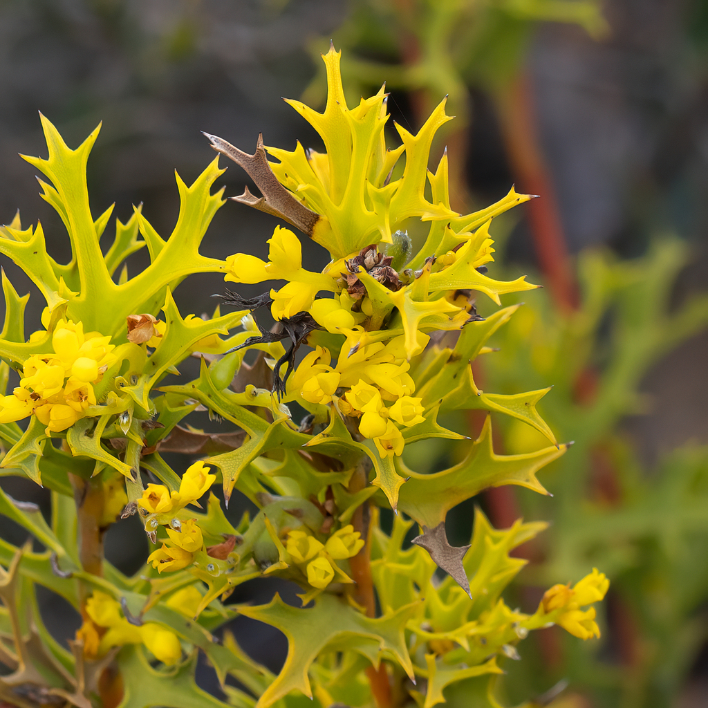 Albany Synaphea