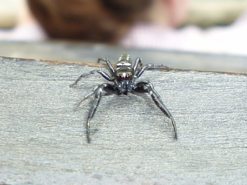 Short-bellied Slender Jumping Spider photo 5