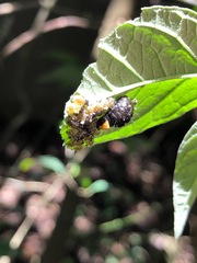 Insecta