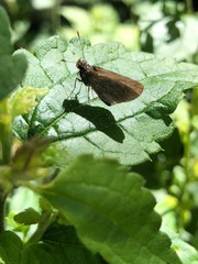 Lepidoptera